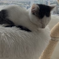 Photo of Bookitty