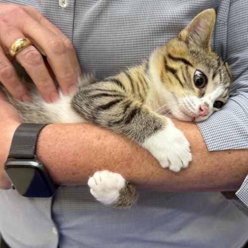 Will - Domestic Short Hair (DSH) Cat