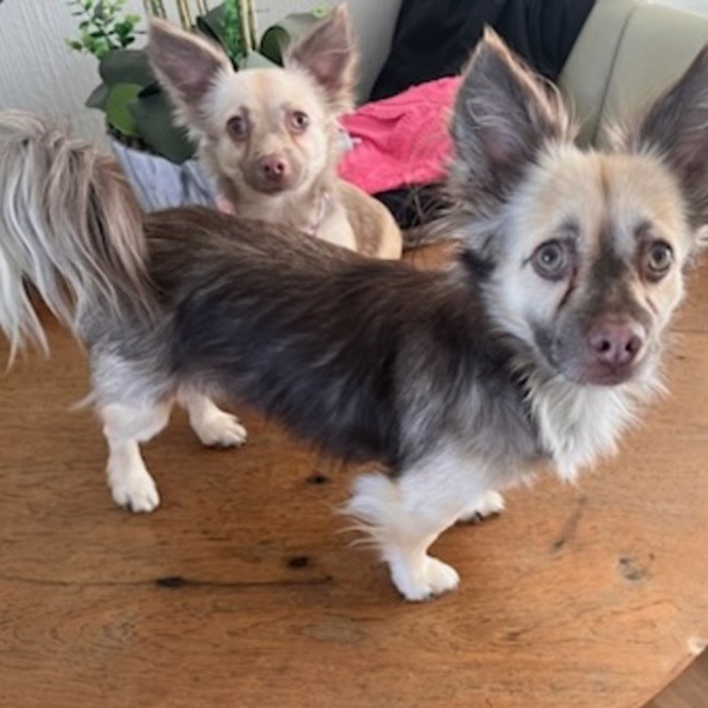 Photo of Ghost & Pippa