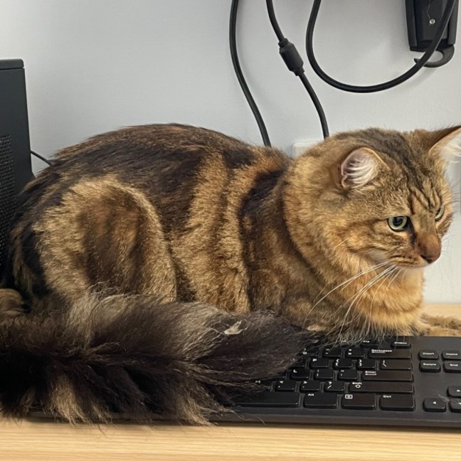 Photo of Roly Poly Ollie 