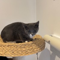 Photo of Galaxy Meet Me @Petstock Hastings Store