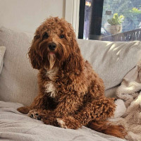 Photo of Humphrey & Heidi 