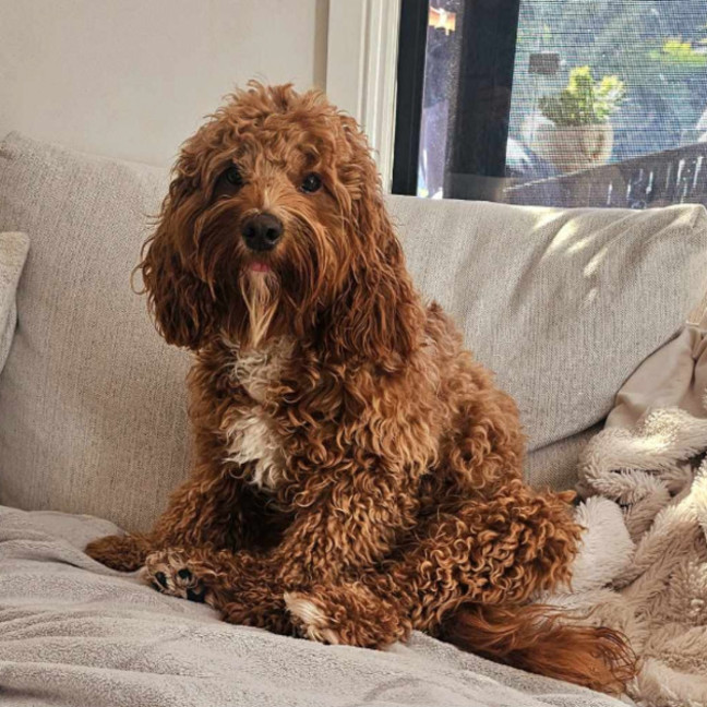 Photo of Humphrey & Heidi 