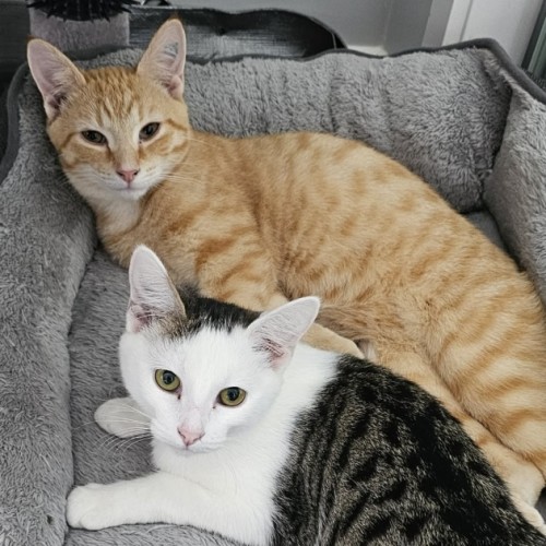 Scout & Rosie - Domestic Short Hair (DSH) Cat