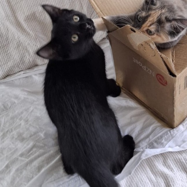 Photo of Pebbles & Flint 