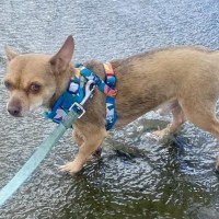 Photo of Deacon