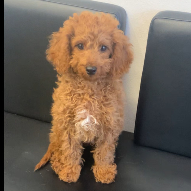 Photo of Little Sarge 