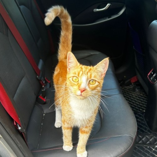 Dimitri - Domestic Short Hair (DSH) Cat