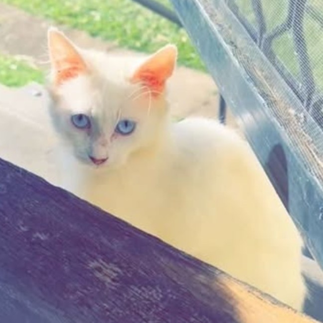 Photo of Gizmo