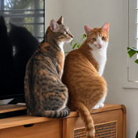 Photo of Maple