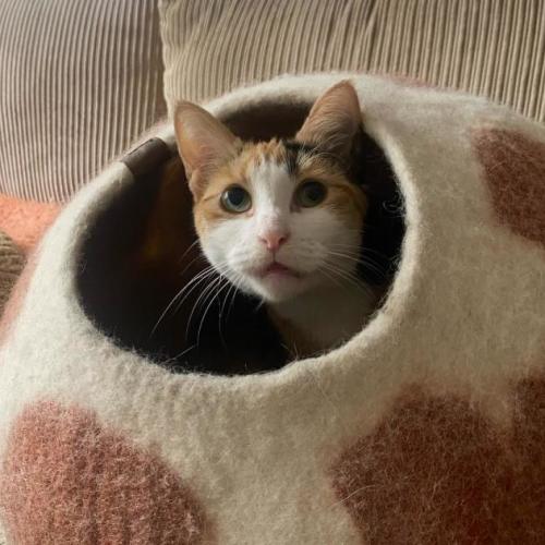 Akona - Domestic Short Hair (DSH) Cat