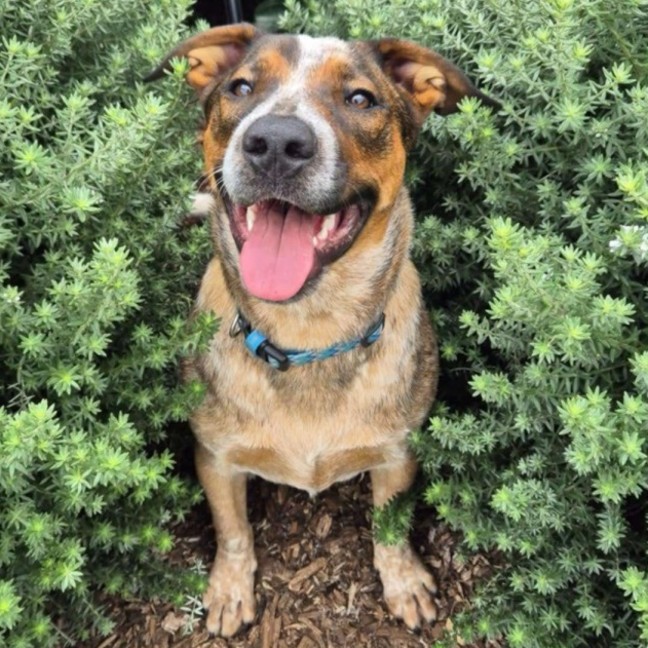 Photo of Copper