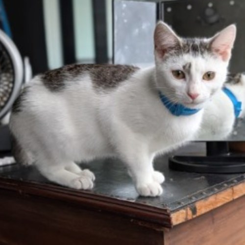 Olive - Domestic Short Hair (DSH) Cat