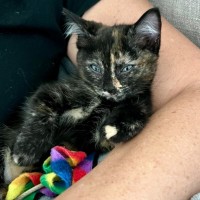 Photo of Viper