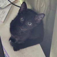 Photo of Joey