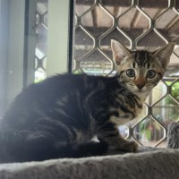 Photo of Phoebe