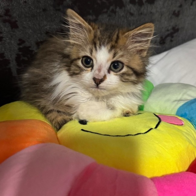 Photo of Biscuit