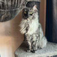 Photo of Smokey   Can Assist With Transporting To You