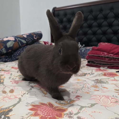 Flo - Dwarf Rabbit