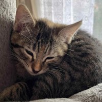 Photo of Daisy ** 2nd Chance Cat Rescue **