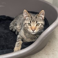 Photo of Willow