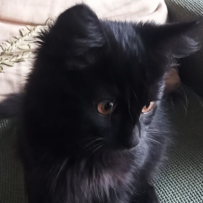 Photo of Bishop ^^Dandy Cat Rescue^^