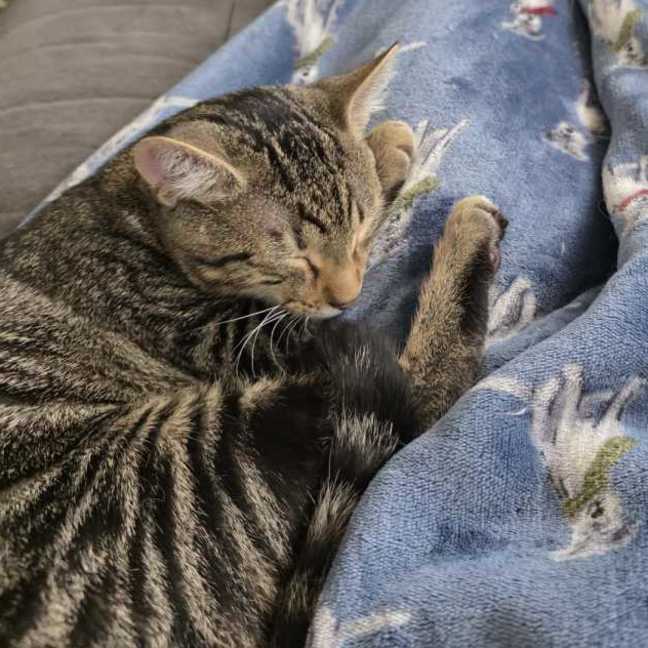 Photo of Woody ^^Dandy Cat Rescue^^