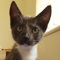 Photo of Fonzie