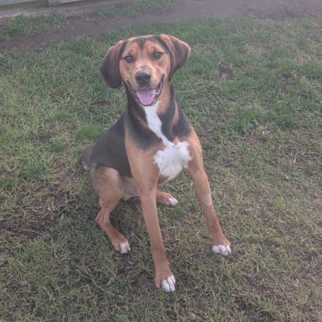 Photo of Boxer