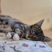 Photo of Fry **2nd Chance Cat Rescue**