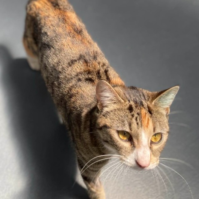 Photo of Socks