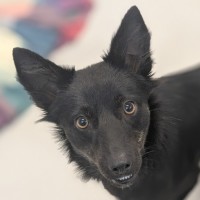 Photo of 🦊 Nova 6312 🦊