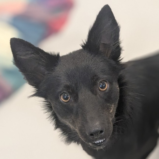 Photo of 🦊 Nova 6312 🦊