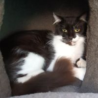 Photo of Buttons **2nd Chance Cat Rescue**
