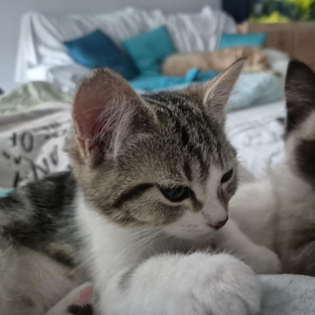 Photo of Eloise **2nd Chance Cat Rescue**