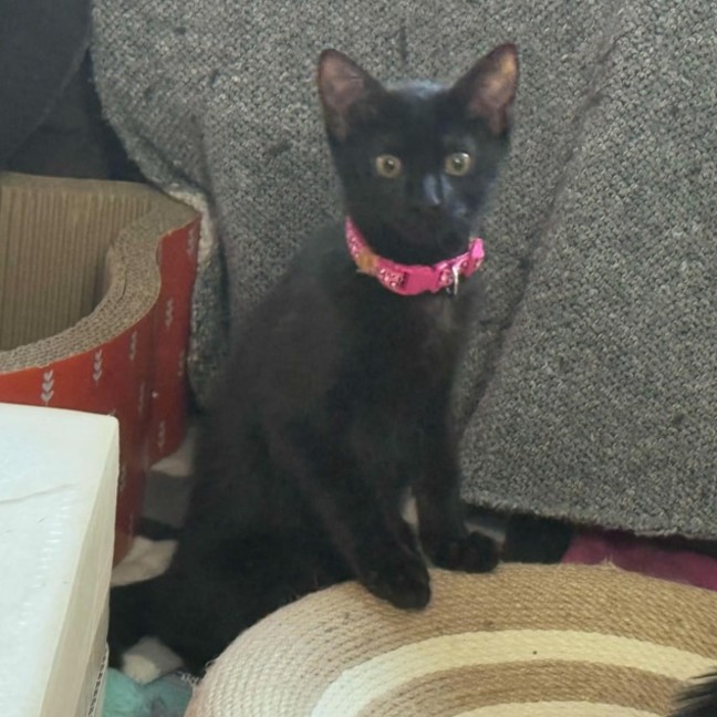 Photo of Uley ** 2nd Chance Cat Rescue**