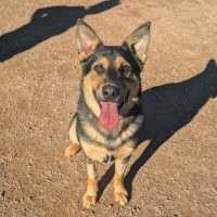 Photo of Joey