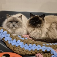 Photo of Lilli ** 2nd Chance Cat Rescue**