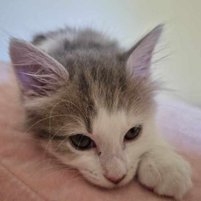 Photo of Lila**2nd Chance Cat Rescue**