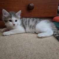 Photo of Lila**2nd Chance Cat Rescue**