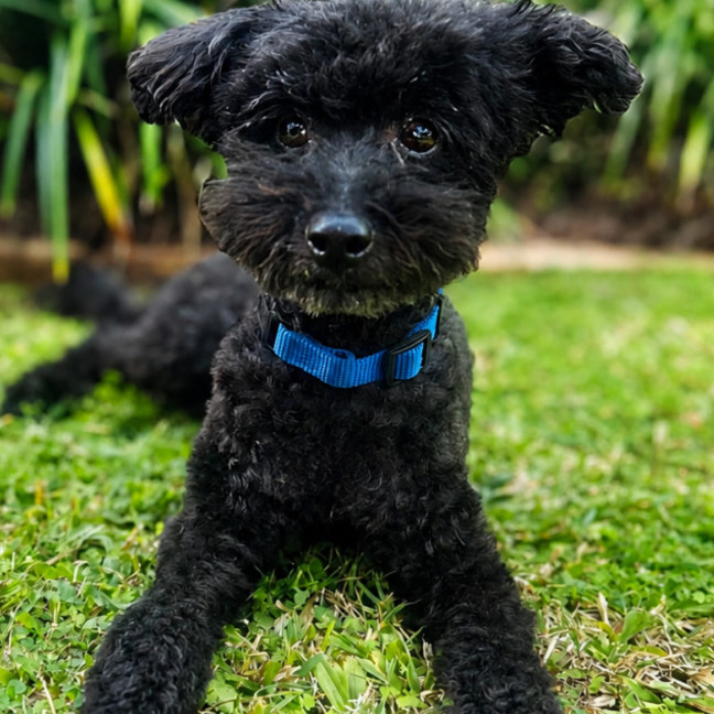 Photo of Buddy