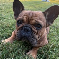 Photo of Scarlette