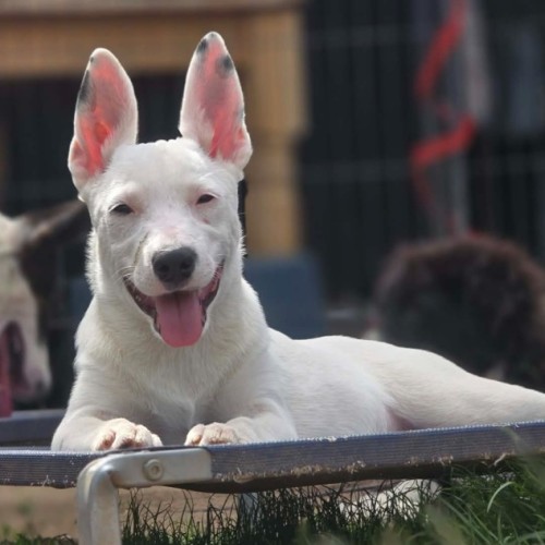 Bones - Australian Kelpie Dog