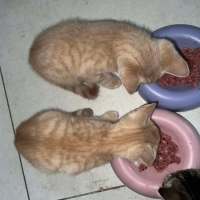 Photo of Mufasa ** 2nd Chance Cat Rescue**