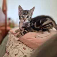 Photo of Fry **2nd Chance Cat Rescue**