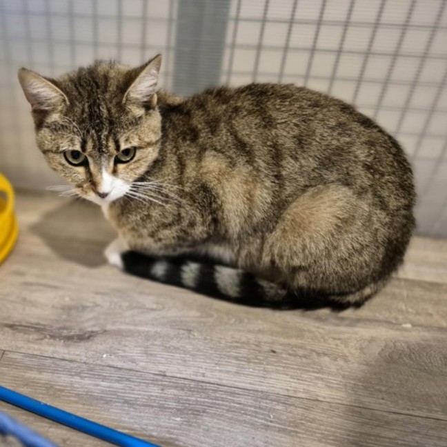 Photo of Jessica **2nd Chance Cat Rescue**