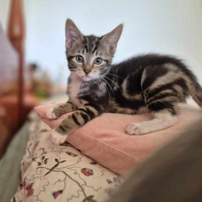 Photo of Fry **2nd Chance Cat Rescue**