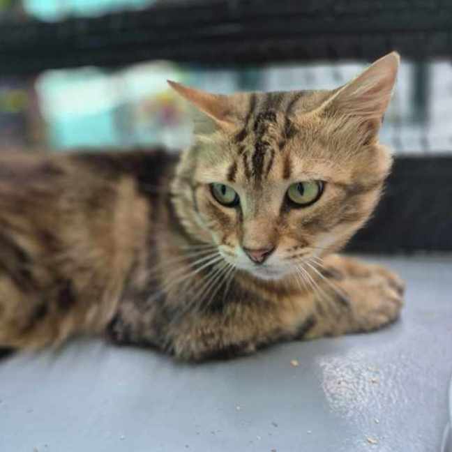 Photo of Ruben **2nd Chance Cat Rescue**