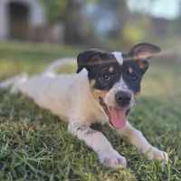 Photo of Mallymkun Mouse