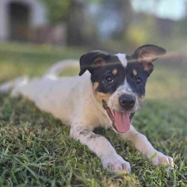 Photo of Mallymkun Mouse